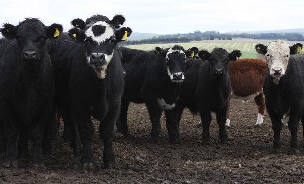 Detectan un foco de carbunclo que mató a 30 animales y tomaron medidas sanitarias en La Pampa 