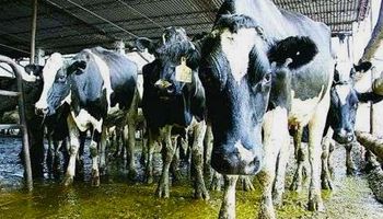 Rabobank previó año con precios récord en lácteos