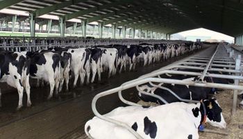 Subió un 37,5% precio de leche en tambo