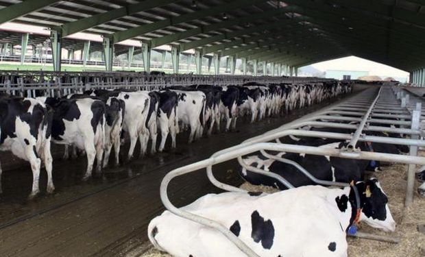 Subió un 37,5% precio de leche en tambo