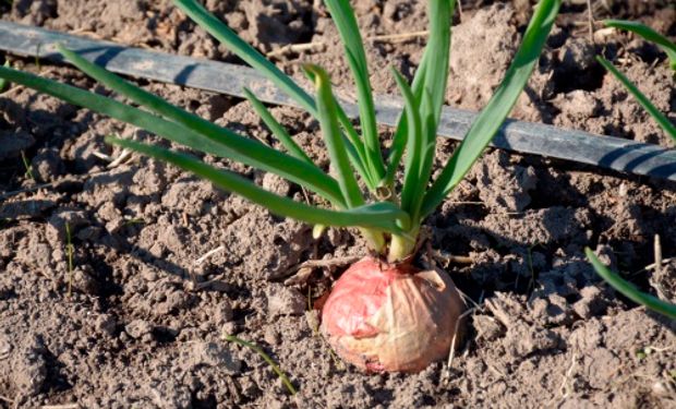 El consumo de cebolla y de otras aliáceas como ajo y puerro favorece la reducción de lípidos en sangre, el colesterol y la actividad antiplaquetaria.