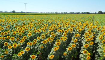 La producción de girasol sube más del 30% pese al clima