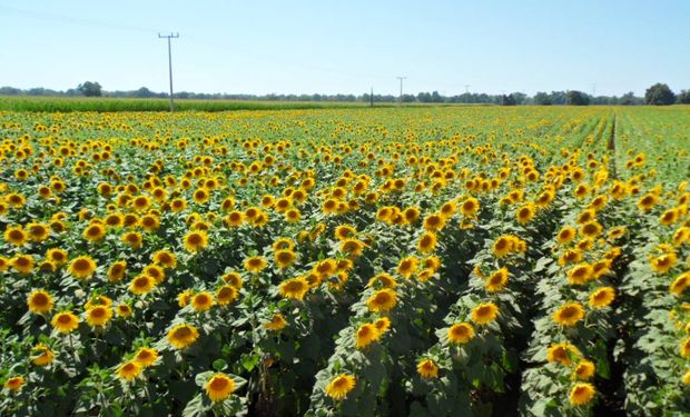 La Bolsa de Cereales entrerriana detectó girasol en solo 5 de los 17 departamentos que conforman la provincia