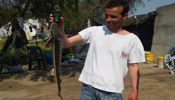 Esturión en el Paraná: la asombrosa producción del pez jurásico con huevos millonarios
