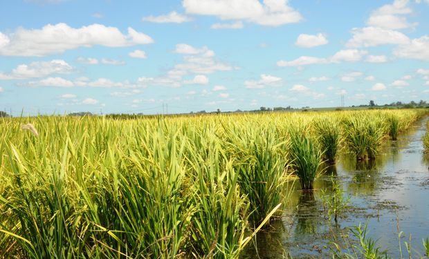 Arroz: se espera una caída en la producción por la sequía y los incendios