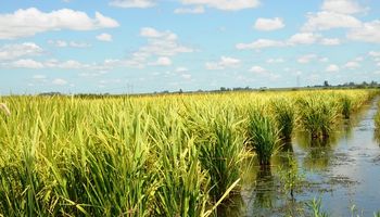 Santa Fe: cayó el área de siembra de arroz y el maíz avanza a buen ritmo 
