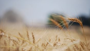 El conflicto de Medio Oriente impacta en el trigo y la relación de precio con la urea está en el valor más alto de los últimos tres años