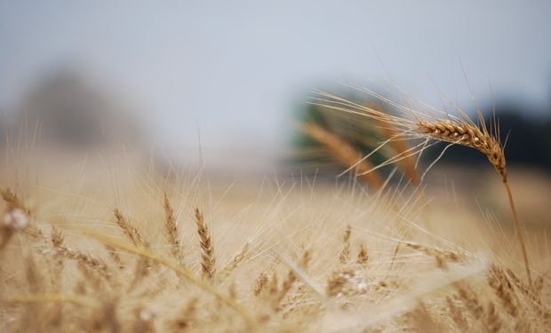 Producción de granos biofortificados: la oportunidad de Argentina para ser líder mundial y combatir el “hambre oculta”