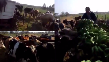 Video: productores formoseños alimentan ganado con bananas