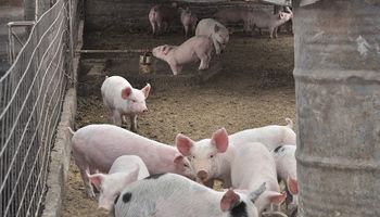 Para 2025 los argentinos consumirán 25 kilos de cerdo