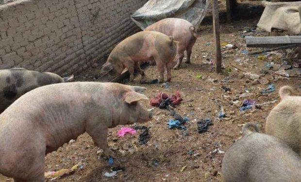 Córdoba: detectaron un establecimiento porcino en malas condiciones y se realizó una faena sanitaria