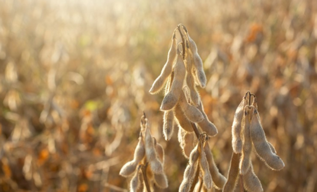 Acsoja propone una recorrida por los últimos 30 años para dimensionar el aporte que hizo el cultivo y el desarrollo que viene generando en las provincias del norte de nuestro país.