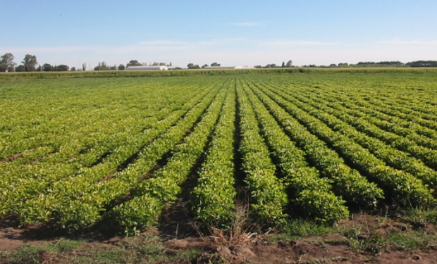 BASF invierte cerca de €2 millones por día en I+D  y, ha logrado lanzar más de 15 productos para el cultivo de maní en los últimos años.