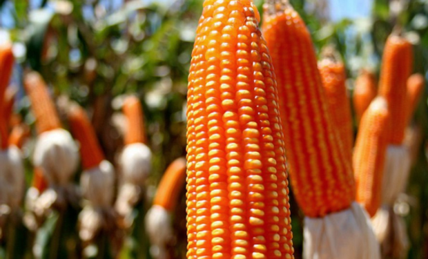 El maíz flint argentino, el más valorado por la industria de molienda seca  | Agrofy News