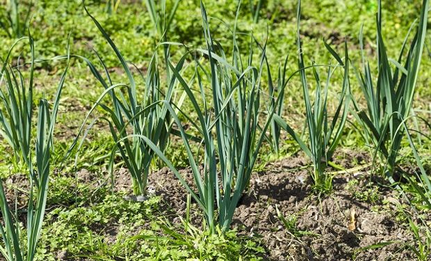 “Bioinsumos Agropecuarios”: en qué consiste el programa que creó el Gobierno para el sector