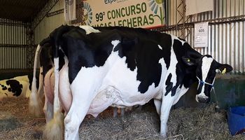Concurso de Vacas Lecheras: la Campeona entregó más de 120 litros en dos días