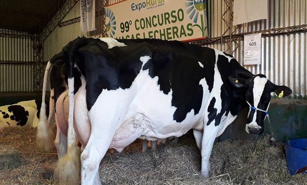 Concurso de Vacas Lecheras: una tradición que piensa en el centenario.