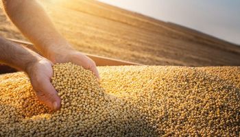 CBOT: el mercado cerró con bajas para la soja y el maíz luego del informe del USDA