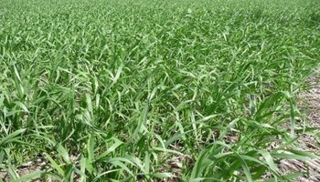 Se perdieron 600.000 toneladas de trigo por las lluvias escasas y cae la proyección para la campaña fina