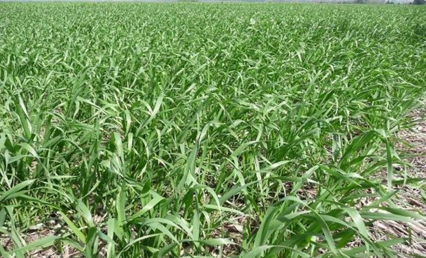Se perdieron 600.000 toneladas de trigo por las lluvias escasas y cae la proyección para la campaña fina