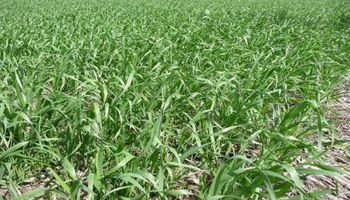 Las lluvias no alcanzaron y el trigo desmejora en la zona núcleo