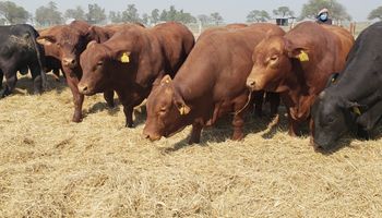 Santa Fe subsidia la compra de reproductores bovinos: cómo inscribirse