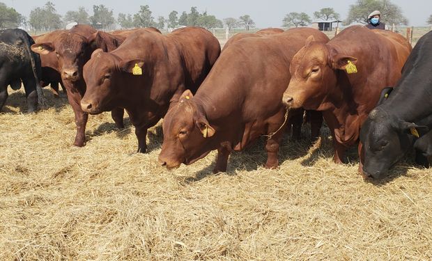 Santa Fe subsidia la compra de reproductores bovinos: cómo inscribirse