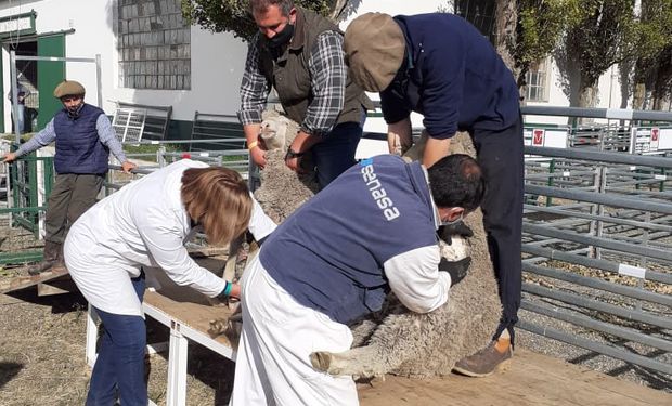 El Senasa aumentó las tarifas de los servicios a terceros