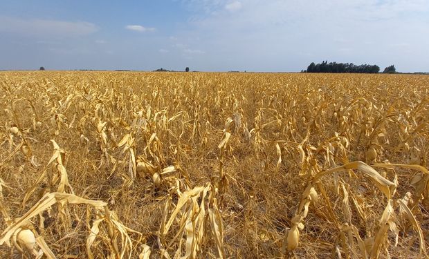 Sequía: Santa Fe extiende el plazo para solicitar créditos para las producciones afectadas