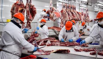 La faena bovina creció 9,8 % en julio y la producción de carne alcanzó las 290,6 mil toneladas