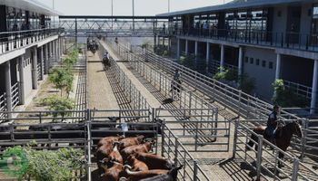 Caos en el mercado ganadero: Cañuelas recomienda la venta directa de hacienda ante el bloqueo del gremio