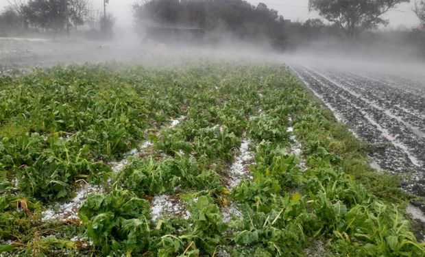 El Gobierno brindará asistencia por $ 2400 millones a productores frutihortícolas afectados por las inundaciones 