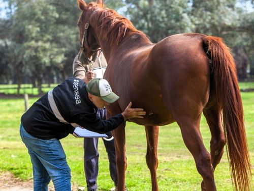 En 2024, Argentina exportó 3200 equinos por US$ 21 millones y en 2025 sigue  creciendo: a qué países y qué razas se venden al exterior | Agrofy News