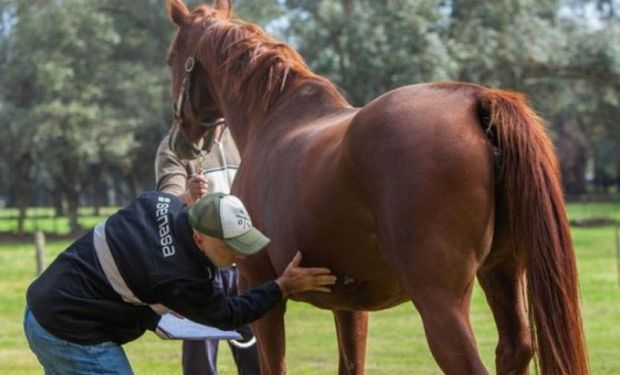 Confirmaron nuevos casos de encefalomielitis equina en la Patagonia