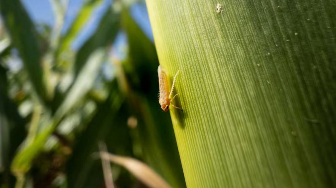 noticiaspuertosantacruz.com.ar - Imagen extraida de: https://news.agrofy.com.ar/noticia/211592/reaparecio-chicharrita-zona-especifica-y-pidieron-tomar-medidas