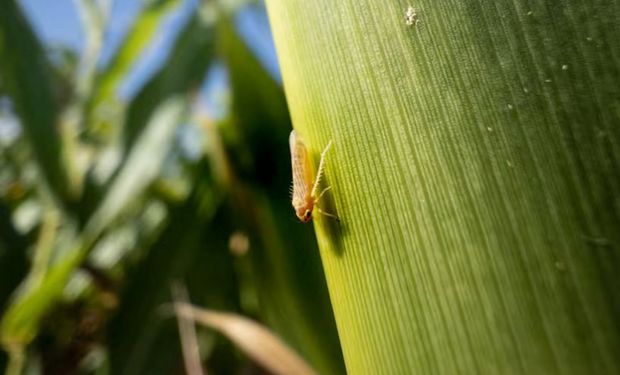 Reapareció la chicharrita en una zona específica y pidieron tomar medidas