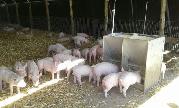 Industriales y productores porcinos rechazan la liberación de las importaciones de alimentos