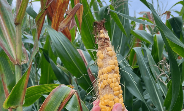 Por la chicharrita, se perdieron 6,5 millones de toneladas de maíz en un mes