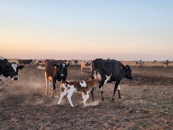 terneros y vacas