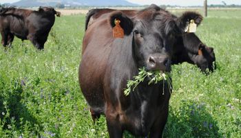 Cómo mejorar el 30 % en la producción de carne: la estrategia para manejar la alfalfa