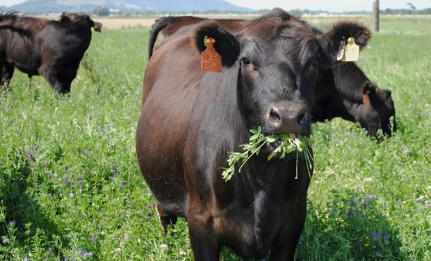 Cómo mejorar el 30 % en la producción de carne: la estrategia para manejar la alfalfa