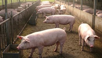 Científicos del Conicet, a un paso de la vacuna que protegerá a cerdos y humanos de una enfermedad que hasta el momento no tiene prevención