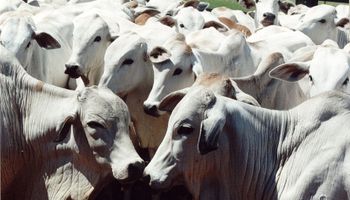 Preços do boi gordo seguem estáveis com oferta limitada e exportações firmes, aponta Cepea
