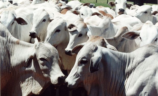 Preços do boi gordo seguem estáveis com oferta limitada e exportações firmes, aponta Cepea