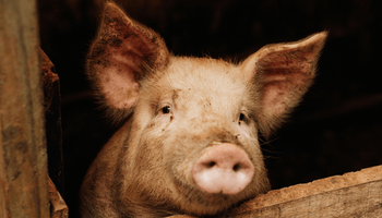 Receita com exportações de carne suína cresce 45,2% em junho e bate recorde histórico