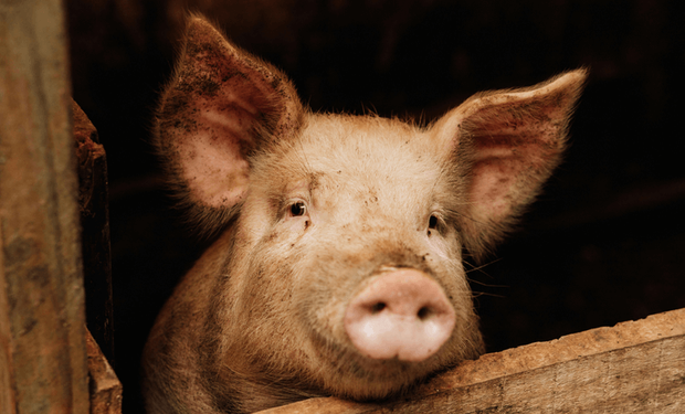 Receita com exportações de carne suína cresce 45,2% em junho e bate recorde histórico