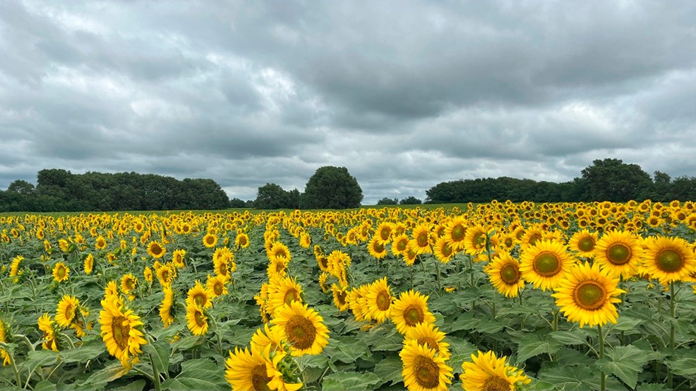 noticiaspuertosantacruz.com.ar - Imagen extraida de: https://news.agrofy.com.ar/noticia/211852/sembro-girasol-malas-perspectivas-y-logro-buen-rendimiento-cosechar-primer-lote