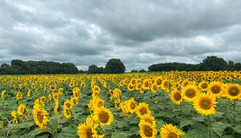 Sembró girasol con malas perspectivas y logró un buen rendimiento tras cosechar el primer lote de la campaña