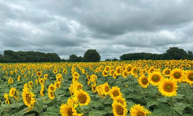 Sembró girasol con malas perspectivas y logró un buen rendimiento tras cosechar el primer lote de la campaña