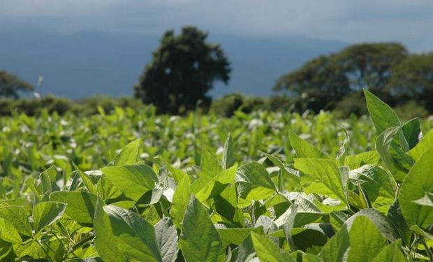 Habría pérdidas de rendimientos en soja por las lluvias